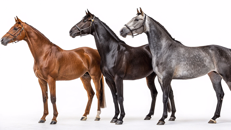 競馬場に適した血統系統の競走馬たちのイメージ画像