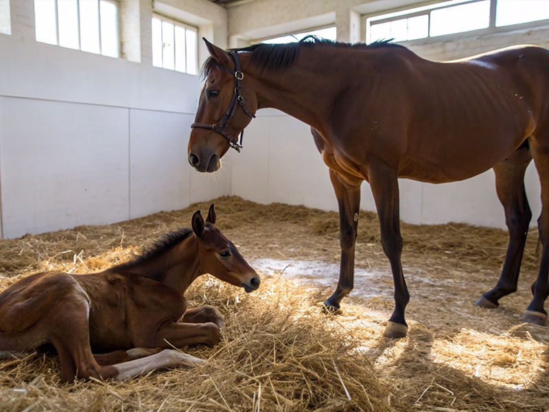 親子の馬が並ぶ風景で母系遺伝の影響を表現
