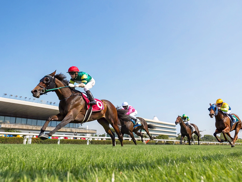 2025年9月13日チャレンジカップ（GIII）阪神競馬場芝2000mのレース風景のイメージ画像 - Uncategorized: 9月13日(土）チャレンジカップ（GIII）徹底解剖｜秋のG1戦線を占う注目の一戦