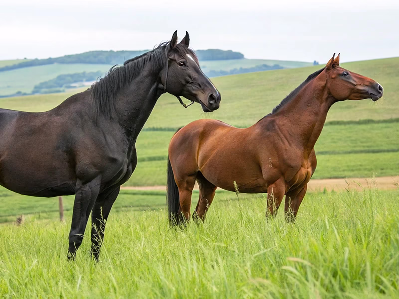  日本競馬を代表する名種牡馬サンデーサイレンスとディープインパクトのイメージ画像