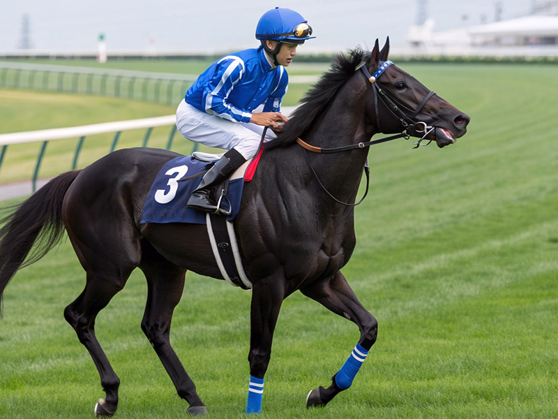 チャレンジカップ2025注目馬グランヴィノスと川田将雅騎手の勝利シーン
