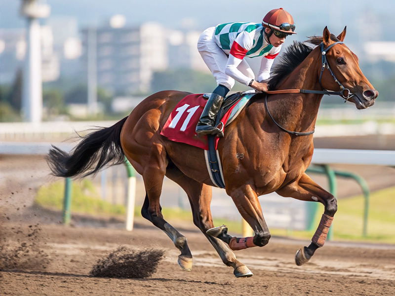 競走馬のレース中のイメージ写真