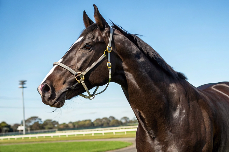 G1を7勝した名馬キタサンブラックの種牡馬データベース 写真