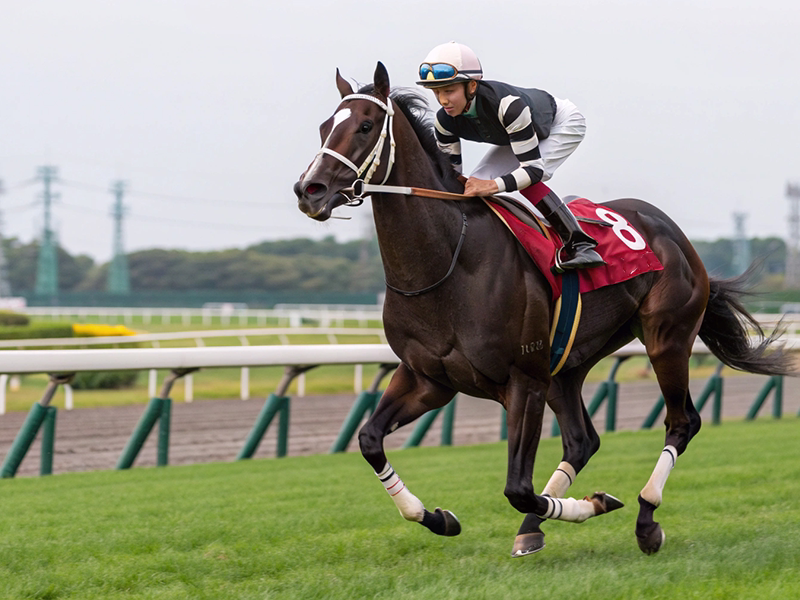 キズナ産駒代表馬の競走写真イメージ