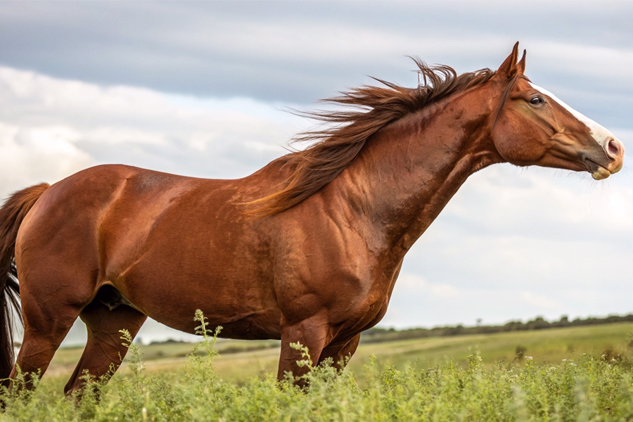 オルフェーヴル種牡馬のイメージ写真