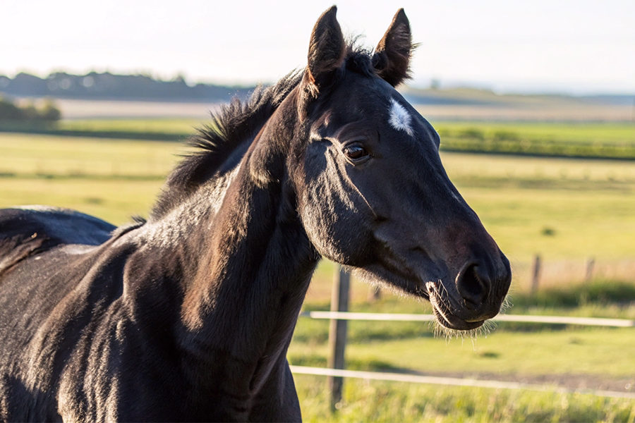 ルガル競走馬の血統分析データと競走成績