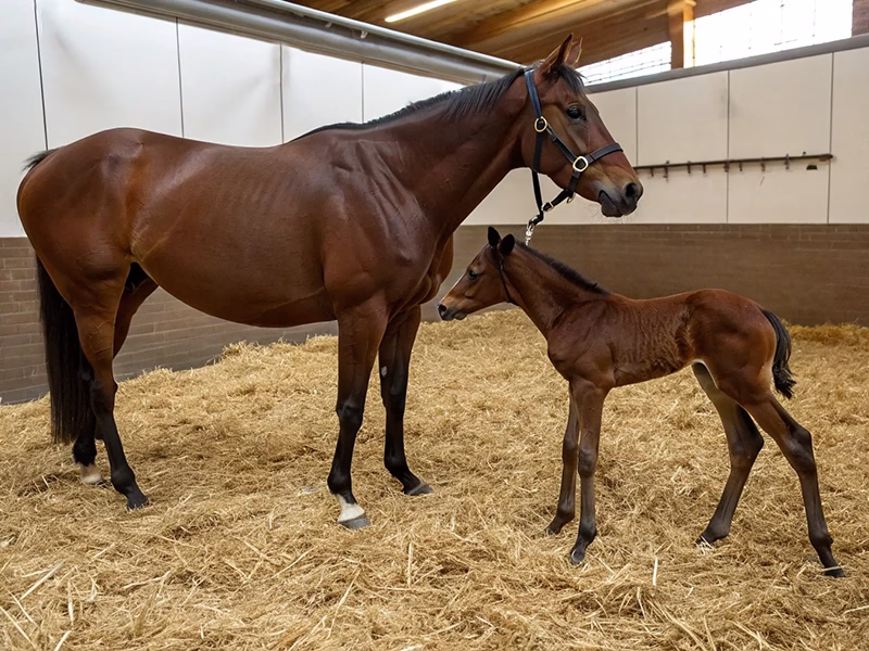 種牡馬とは何かを解説する競馬初心者向けガイドイメージ画像 - Uncategorized: 種牡馬とは？｜競馬初心者のための基礎知識