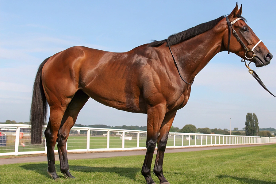競走馬テーオーパスワードのイメージ画像