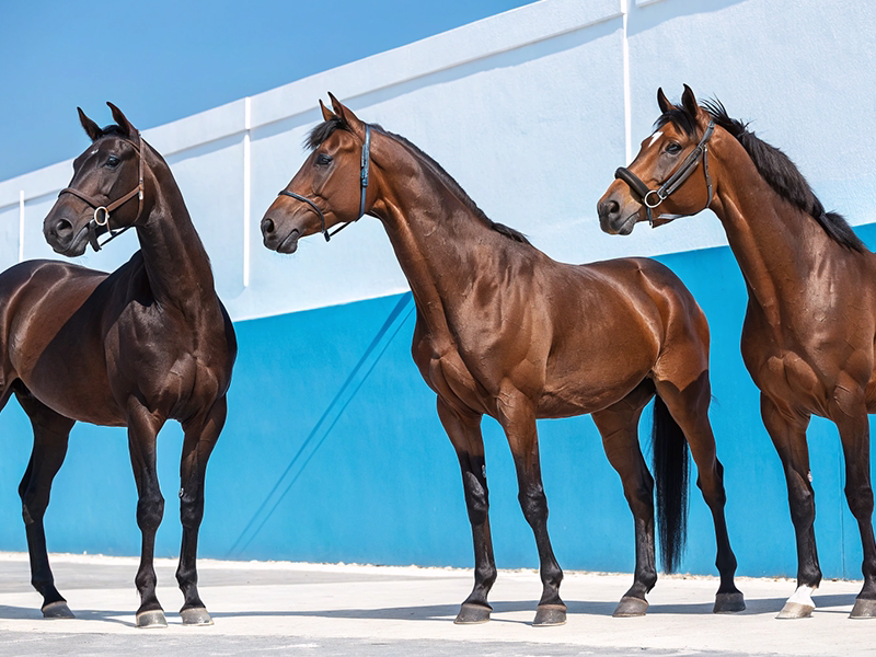 競走馬3頭が立っている画像