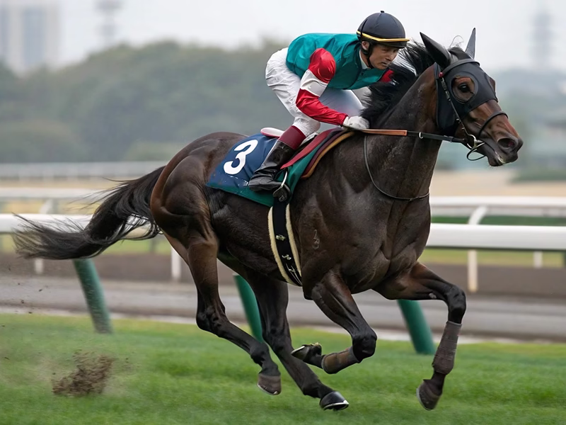 競馬場で力強く走る競走馬の姿。血統から距離適性を分析する競馬予想の基礎を学ぶためのガイド記事のメイン画像 - Uncategorized: 距離適性の判断方法｜血統から読み解く競馬予想の基礎