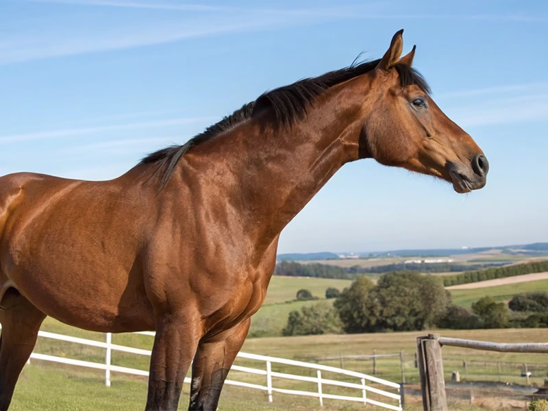 アーモンドアイの競走写真と血統背景を表現した競馬分析イメージ画像