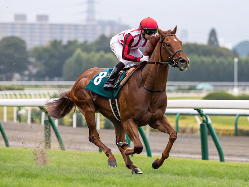 ディープインパクト産駒の競走シーン