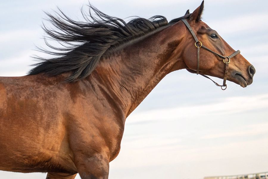 エンブロイダリー競走馬血統データベース - 父アドマイヤマーズ系の芝適性馬