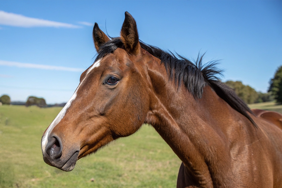 フェスティバルヒル血統データベース画像 フェスティバルヒル血統分析と競走成績データ