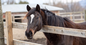ハーツクライ産駒血統分析2025 ハーツクライ産駒の血統分析と馬券戦略を解説する競馬記事のアイキャッチ画像 - Uncategorized: ハーツクライ産駒の特徴と血統分析|晩成の覚醒パターンを解説