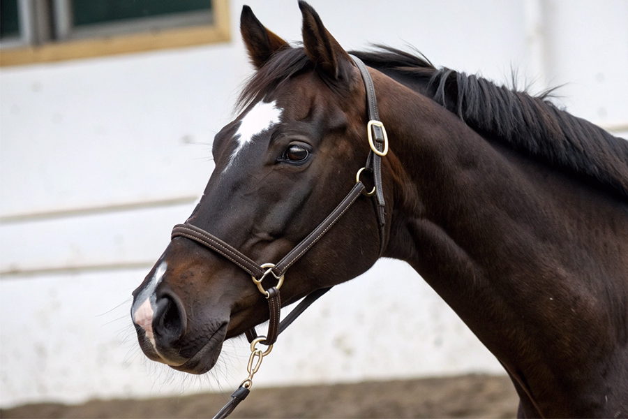 ジャンタルマンタル競走馬血統データベース - 父パレスマリス系の芝適性馬