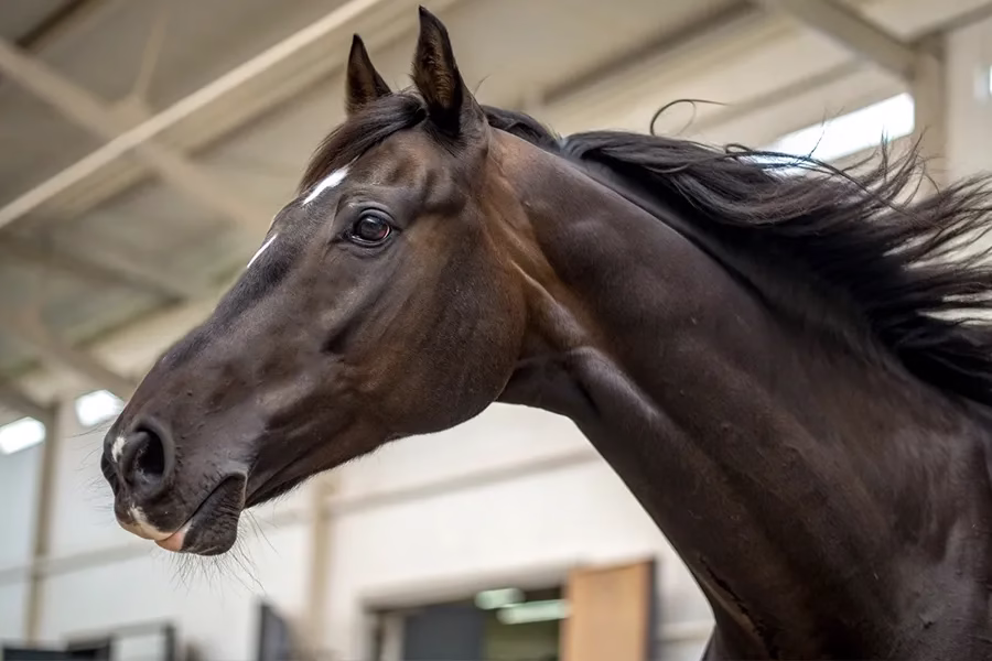 ジョスラン競走馬血統データベース - 父エピファネイア系の芝適性馬