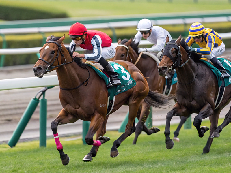 京都競馬場の競走馬レースシーン|芝2000mコースの走行風景