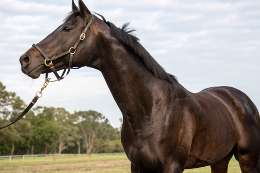 マジックサンズ競走馬血統データベース - 父キズナ系の芝適性馬