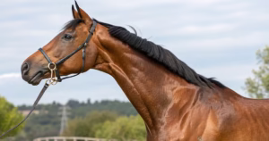 ロードカナロア産駒血統分析 ロードカナロア産駒の血統的特徴を解説する競馬血統分析  - Uncategorized: ロードカナロア産駒の特徴と血統分析|馬券的中率を上げる見極め方法