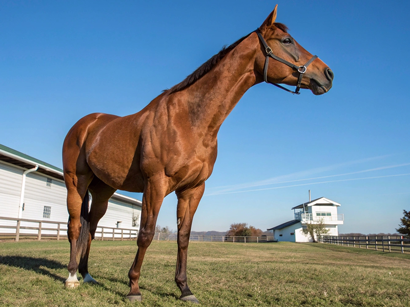 天皇賞（秋）血統傾向分析イメージ画像