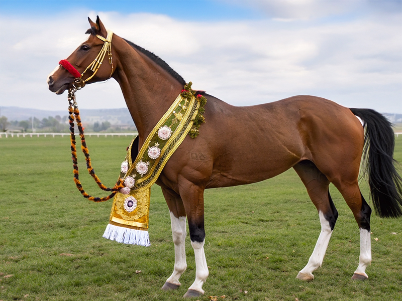 種牡馬の肖像写真