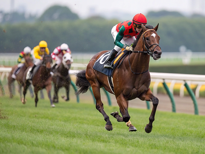 東京競馬場でのレースシーンのイメージ画像