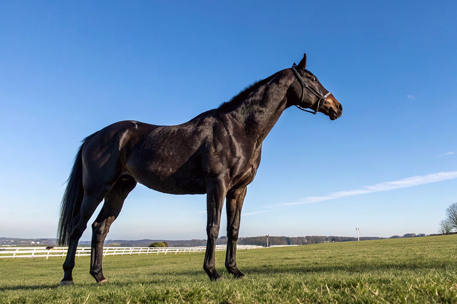 ワールズエンドの血統分析データと戦績を表示する競馬データベース画像