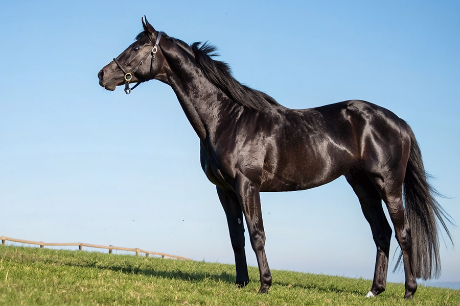 クロワデュノール血統分析と競走成績データ