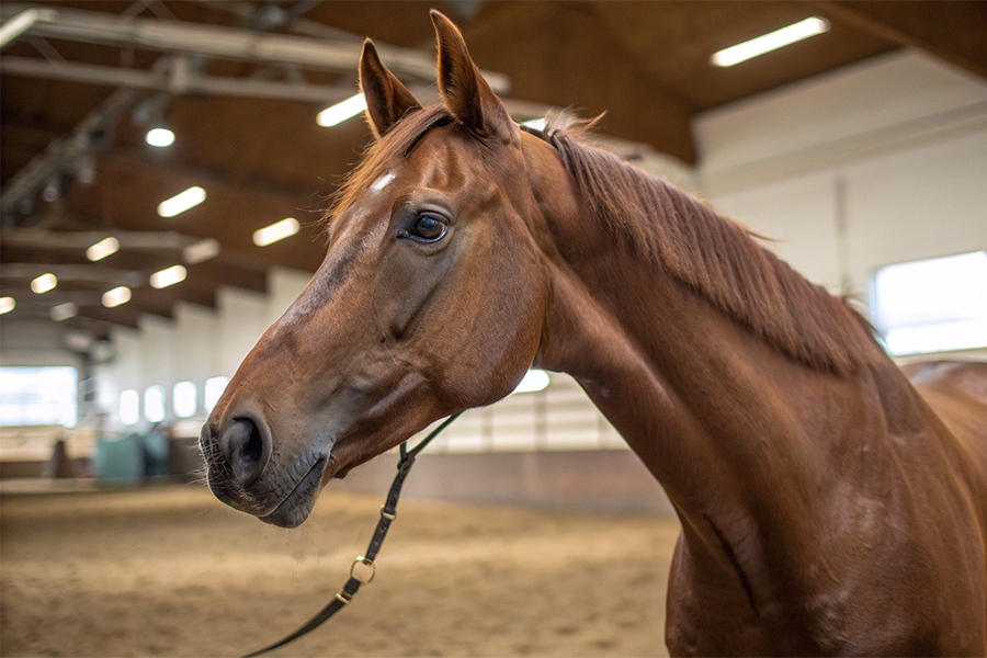 ダノンデサイル血統分析と競走成績データ