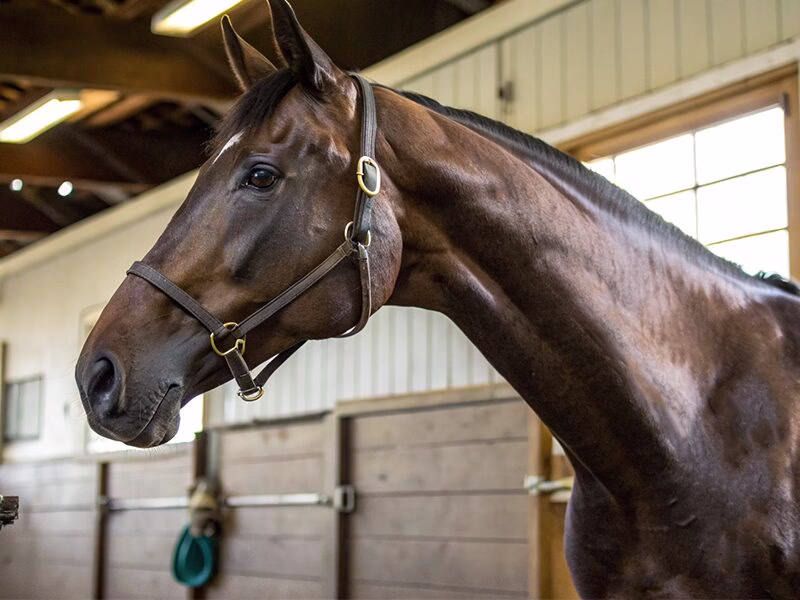 エリザベス女王杯2025注目馬血統分析