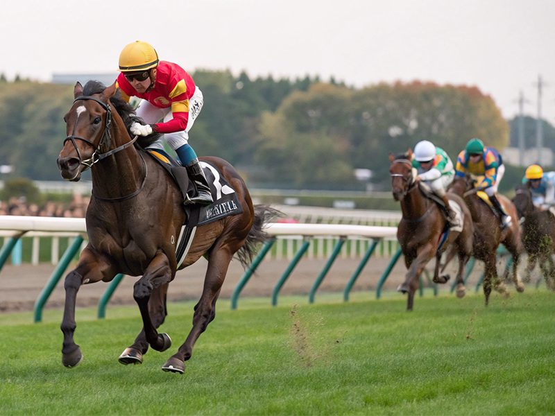 競馬レースで疾走する競走馬
