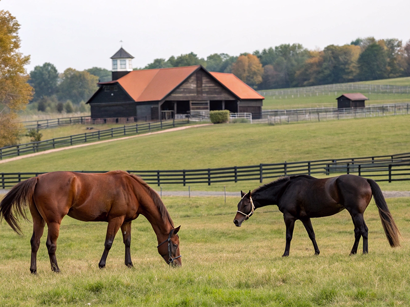 京王杯2歳ステークス2025注目馬の血統分析