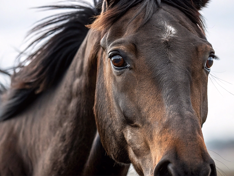 マイルチャンピオンシップ血統分析用競走馬立ち姿のイメージ画像
