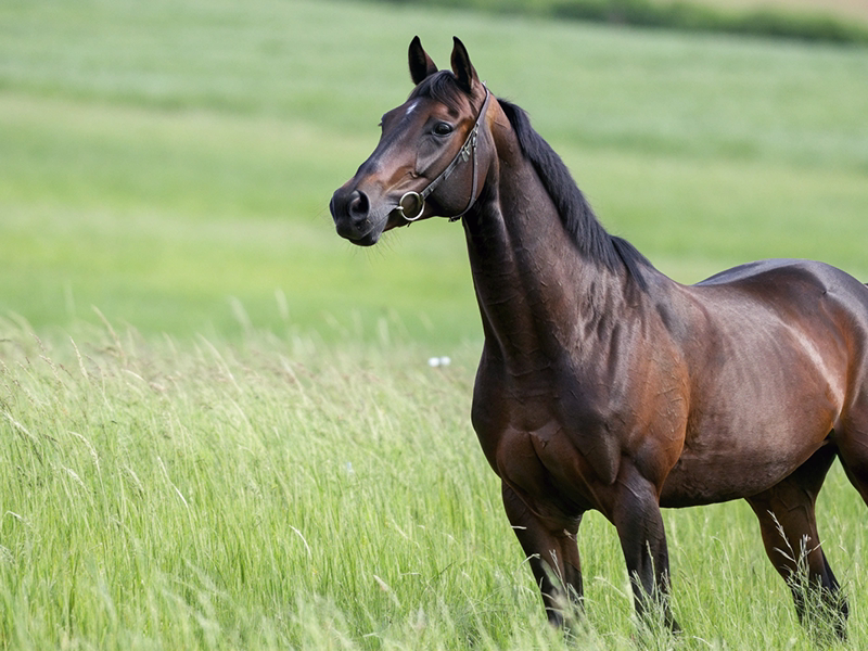 種牡馬期待度の血統的特徴分析