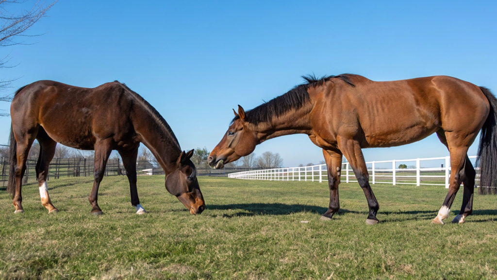 種牡馬期待度ランキング2025の血統分析と期待度データ - Uncategorized: 種牡馬期待度ランキング2025｜新種牡馬の期待度を徹底分析