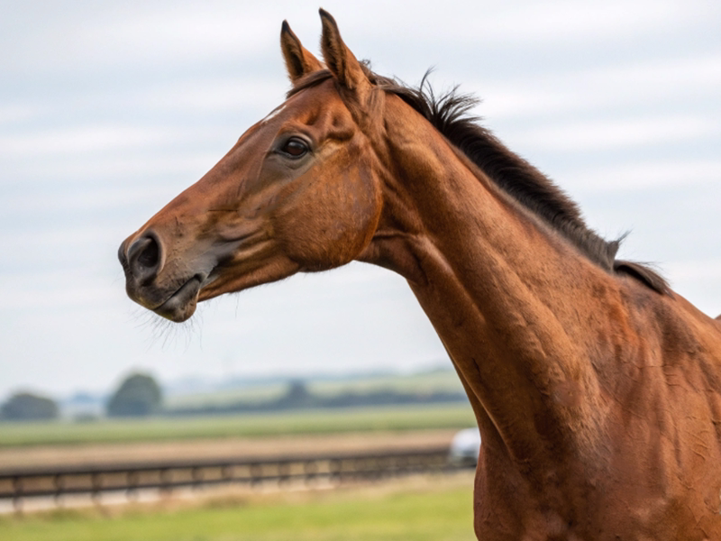 競走馬の血統分析イメージ