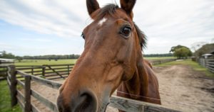 2025年競馬の強い馬の血統分析と賞金ランキングデータ - Uncategorized: 2025年競馬｜強い馬ランキングTOP10の血統分析と2026年予測