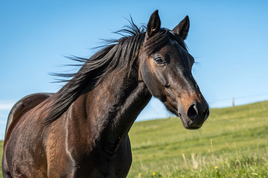 アンドゥーリル血統分析データベース
