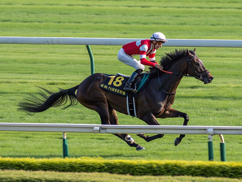 有馬記念 2025レースシーンと競走馬