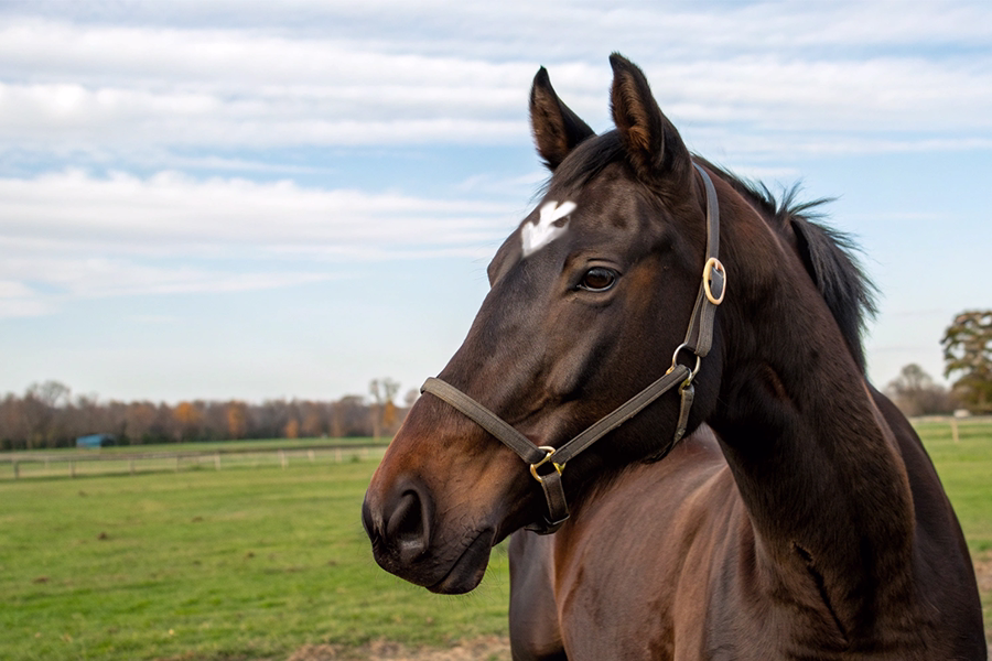 ダブルハートボンドの血統分析と競走成績データ