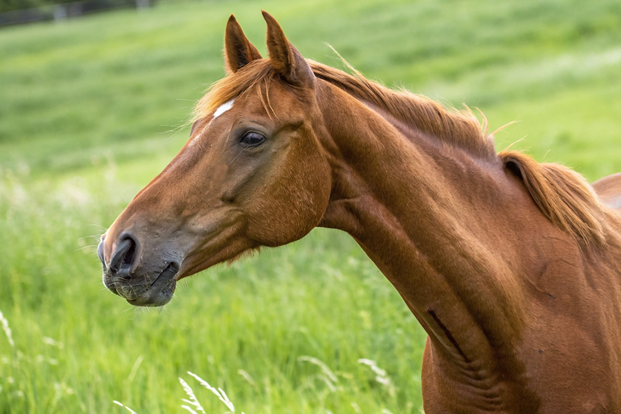 エコロアルバの血統分析と競走成績データ