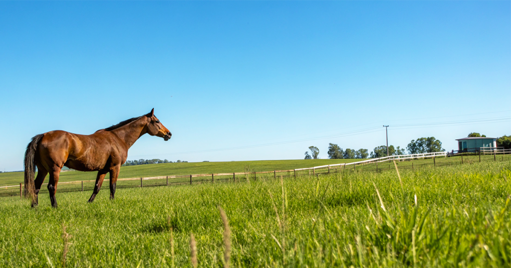 種牡馬として失敗した名馬の血統分析と繁殖実績データ - Uncategorized: 種牡馬として失敗した名馬｜血統分析で学ぶ成功要因の重要性