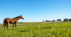 種牡馬として失敗した名馬の血統分析と繁殖実績データ - Uncategorized: 種牡馬として失敗した名馬｜血統分析で学ぶ成功要因の重要性