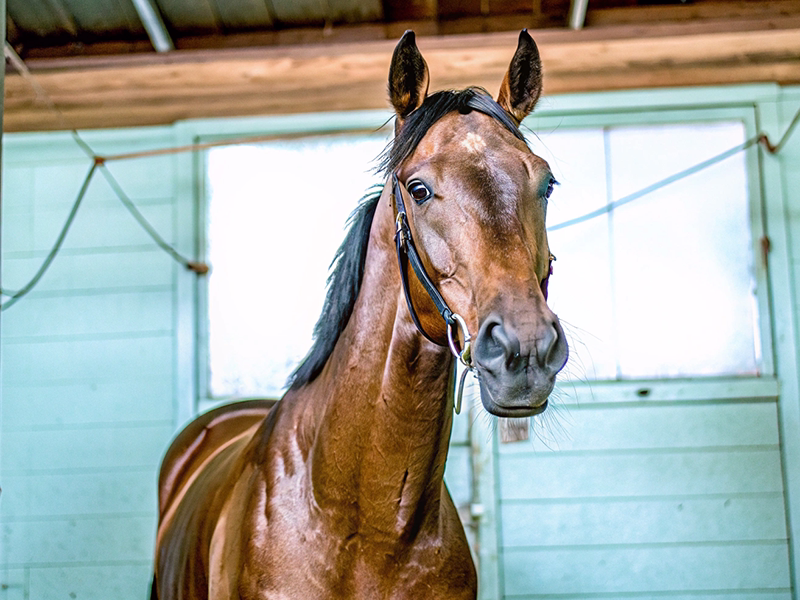 ホープフルステークス過去勝ち馬の血統傾向分析