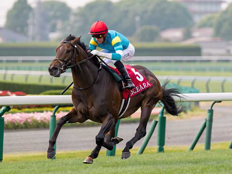 芝1400mスプリント競走を駆ける競走馬