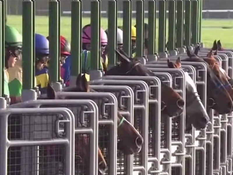 競馬場スタート前の複数競走馬による血統多様性の象徴