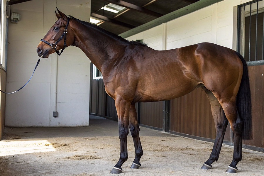 ラヴェニューの血統分析と競走成績データ