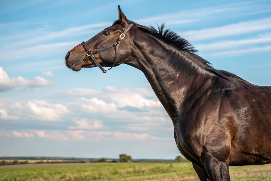 ナルカミの血統分析と競走成績データ