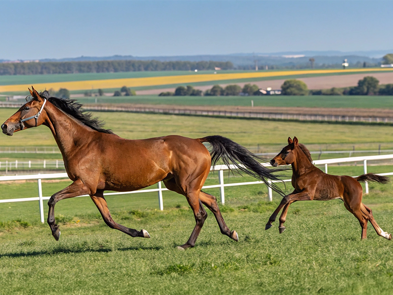 種牡馬と産駒の血統遺伝関係を表現した競馬写真